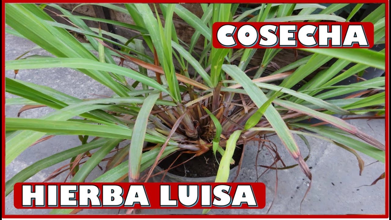 APRENDE A COSECHAR - CORTAR PLANTAS DE HIERBALUISA O HIERBA LIMON