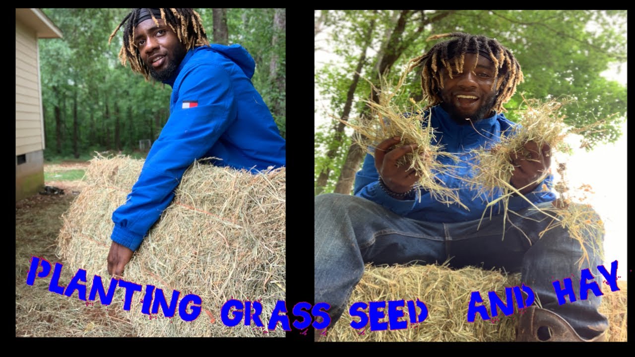 Planting Grass Seed with Hay Rainy Day! YouTube
