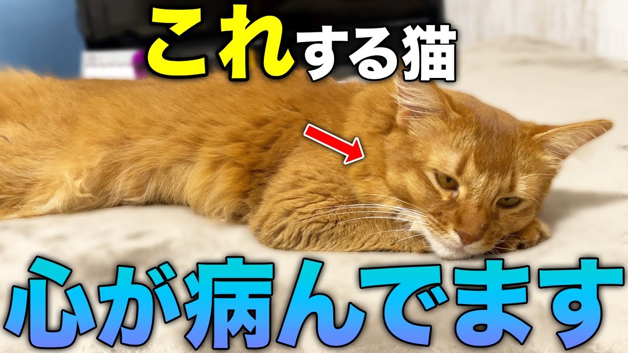 【見逃さないで！】猫の心が病んでいる時に見せる行動14選