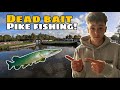 DEAD-BAIT FISHING FOR PIKE!