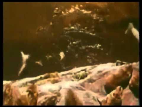 lemmings jumping off cliffs Fenton - YouTube