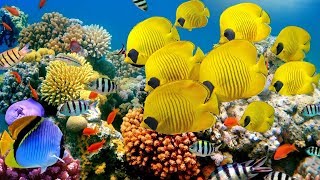 coral reef undersea nature
