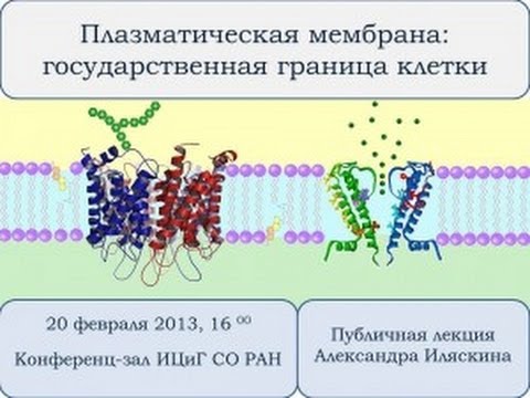 Видео: Какова одна из причин, по которой клетке необходимо регулировать поток через мембрану?