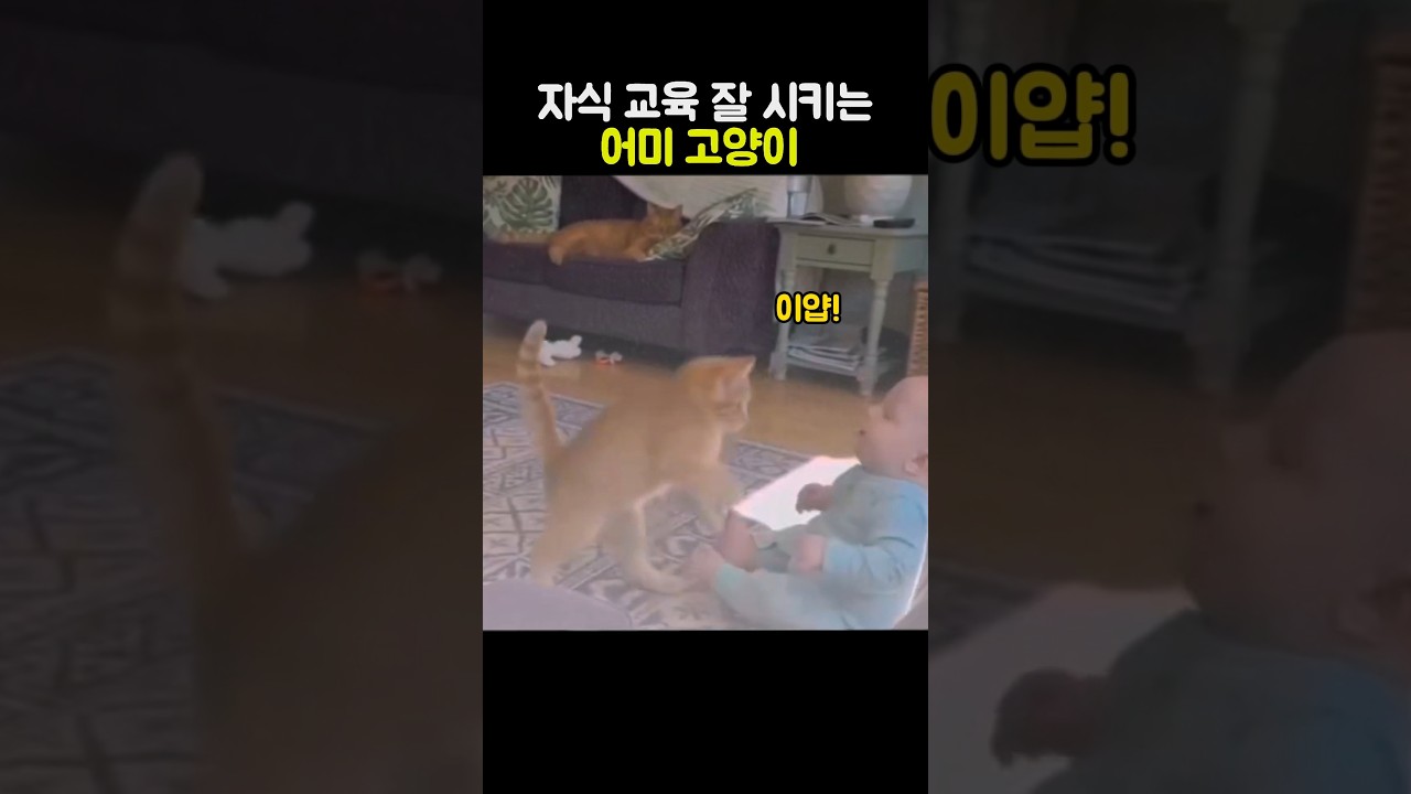 자식 교육 잘 시키는 어미고양이 #고양이 #귀여운 #새끼고양이