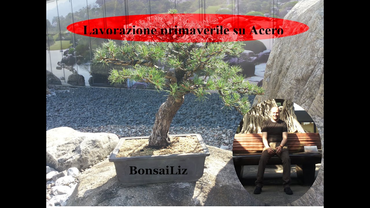 Bonsai: Lavorazione primaverile di un Acero palmato