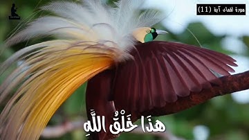 هَٰذَا خَلْقُ اللَّهِ فَأَرُونِي|سورة لقمان _القارئ نعمة الحسان| حالات واتس اب دينيه عراقية