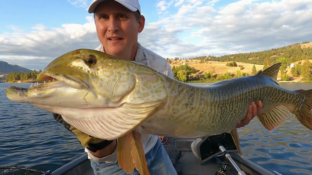 Piranha Looking Tiger ... 2021