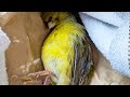 June the Canary (Penyelamatan & Pemulihan Burung)