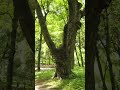 Ореховый лес# Арстанбап#