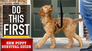 NEW PUPPY SURVIVAL GUIDE: Leash Walking Begins! (EP 4)