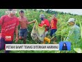 Petani Sawit Tewas Diterkam Harimau