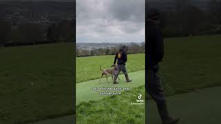 Leash pulling Weimaraner fixed.