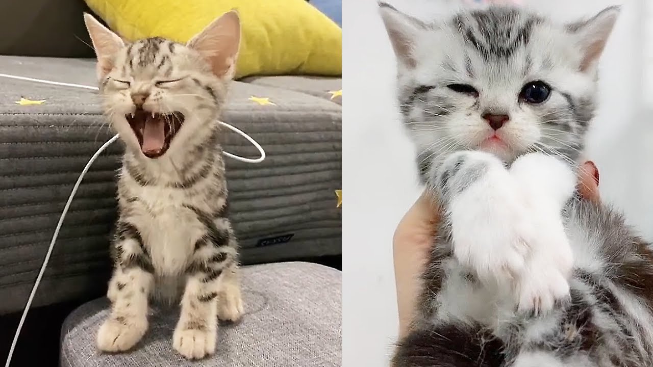 Cute Cat |Funny kittens doing funny stuff😂New cats video  