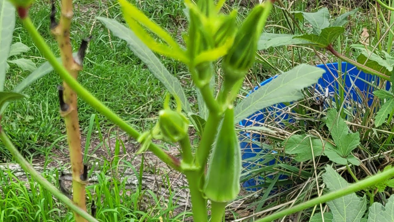 My Experience With Heavy Hitter Okra And The Season Of Disappointment my-experience-with-heavy-hitter-okra-and-the-season-of-disappointment