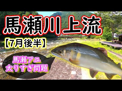 【2023年7月21日】なにこれ！？太すぎる馬瀬川のアユ！！大アユに成長するのも目前ですね