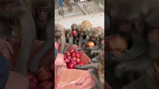 very satisfying video monkey carry apple to eat #feedinganimal