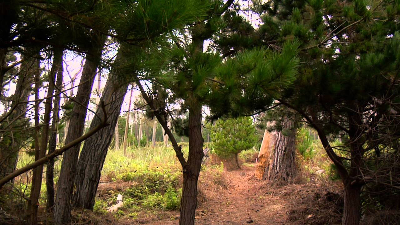 Del Monte Forest Conservancy YouTube Del Monte Forest Conservancy YouTube