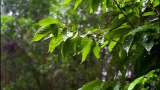 Rainforest Healing Tree Music and Sounds for Sleeping, Studying and Relaxation