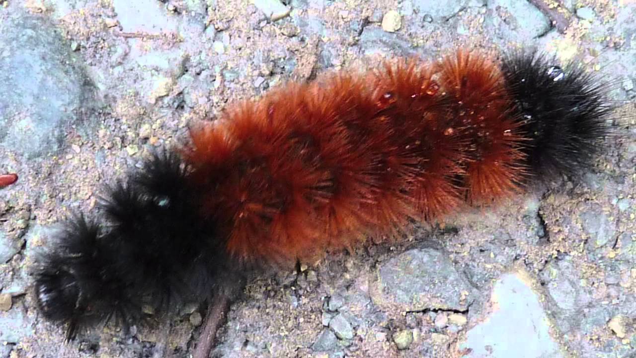 Woolly Bear Caterpillars Winter Weather Predictors Facts Folklore The Old Farmer S Almanac