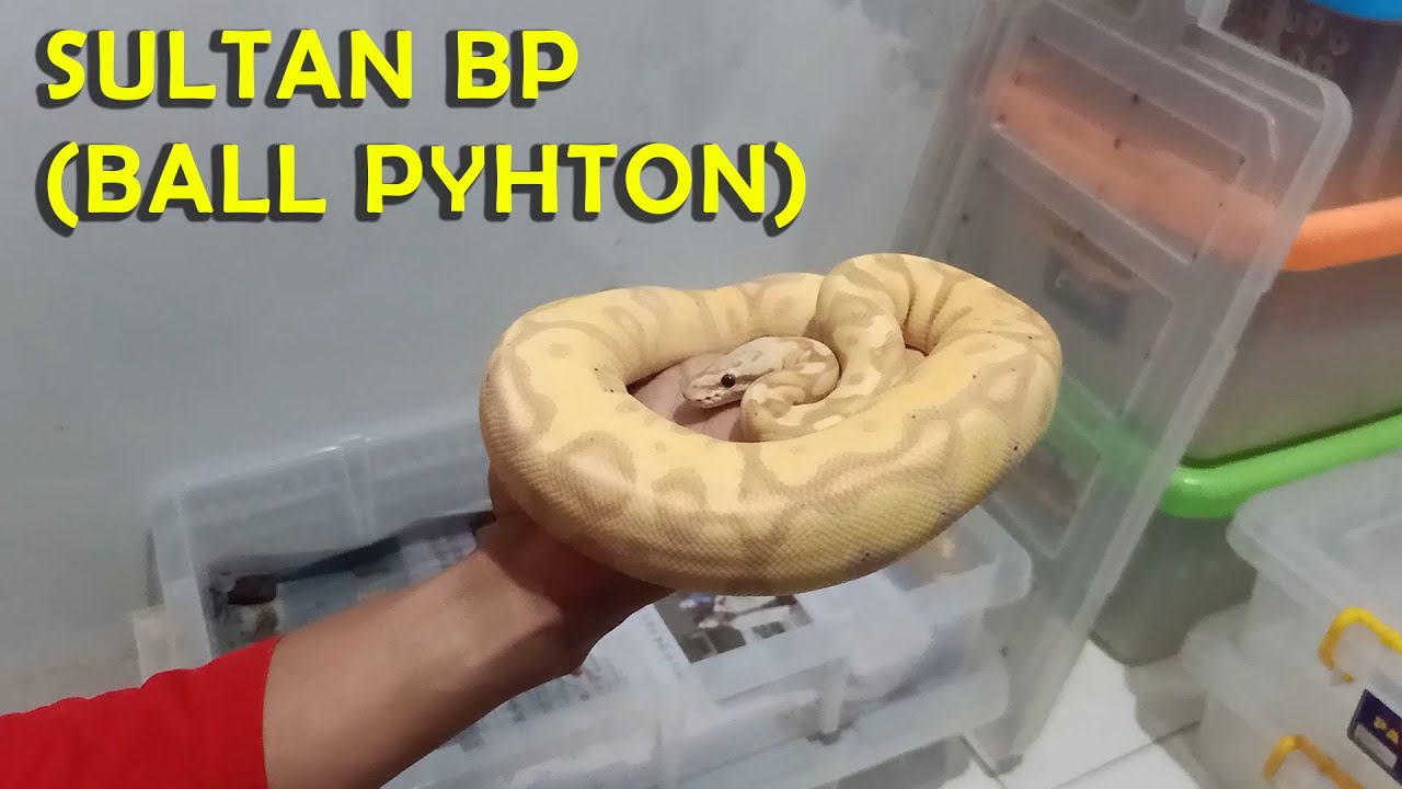 WAHH ! ! ! TERNYATA UKURAN KECIL GINI, ULAR BALL PYTHON BANANA HARGANYA ...