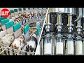 How milk is made  modern dairy farm technology  food factory