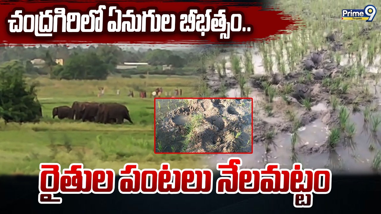 చంద్రగిరిలో ఏనుగుల బీభత్సం..రైతుల పంటలు నేలమట్టం | Prime9 Tirupati