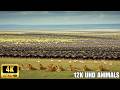 4K African Wildlife: Majestic Tanzania - A Cinematic Musical Journey 4K