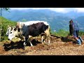Ploughing farm by Young farmer