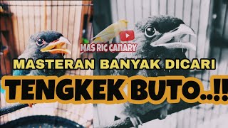 TENGKEK BUTO GACOR MASTERAN AMPOH DI JAMIN BURUNG JUARA