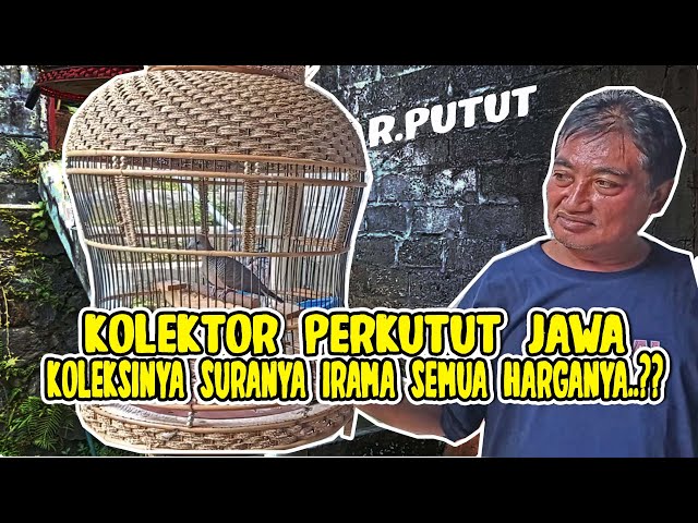 SUARA IRAMA PERKUTUT LOKAL YANG JARANG ORANG TAU DI BURU KOLEKTOR class=