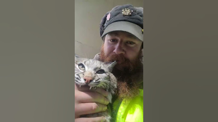 That is a tame bobcat