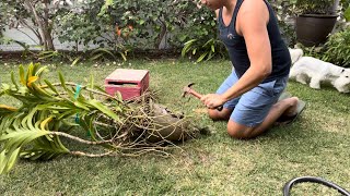 Repotting a Giant Vanda and Talk Story GTKM.
