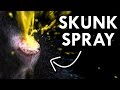 The science of skunk spray