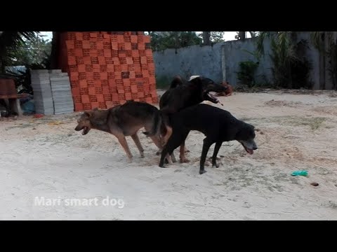 Amazing Good Rural Dogs !! Dog Meeting for the Summer Season in Village.