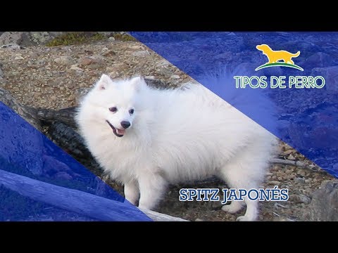 SPITZ JAPONÉS - TIPOS DE PERRO Spitz japonés. Origen, Características, Alimentación, Cuidados y Curiosidades