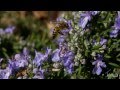 Bee Plants for Drought |Reid's Nursery |Central Texas Gardener