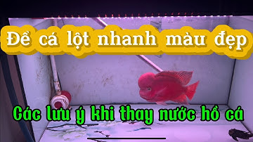 Cá la hán khỉ đỏ lột nhanh và lưu ý khi anh em thay nước
