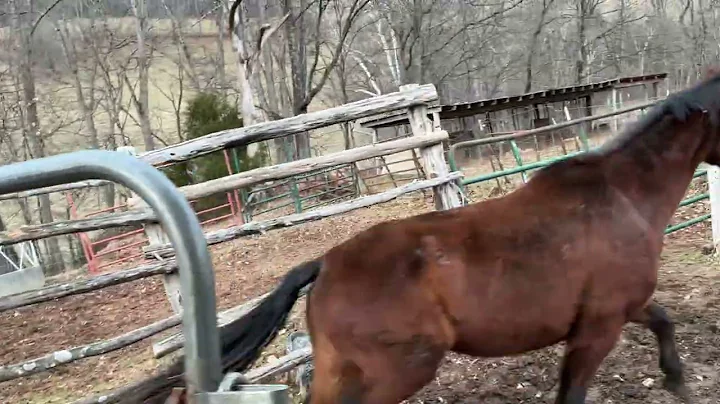 3151- bay QH mare 9yr old $650 Deadline 12/29/25