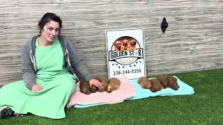 Download Lagu Sandy’s Upcoming Litter MP3