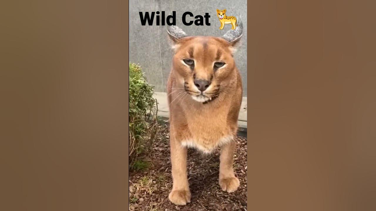 Wild Caracal Pumba Hissing🐆 - YouTube