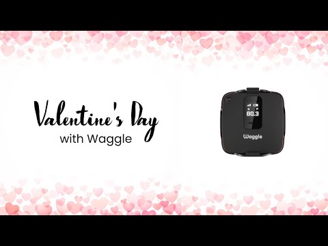 Valentine's Day Gift Tips: Keep Your Furry Friend Healthy with Waggle