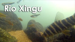 Xingu subaquático