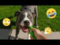 Funny Dogs Compilation – Best Dog Videos 2025 🐕🤣 #32