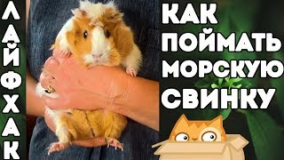 ЛАЙФХАК: КАК ПОЙМАТЬ МОРСКУЮ СВИНКУ. ОТРАВЛЕННАЯ КЛУБНИКА??? о_О