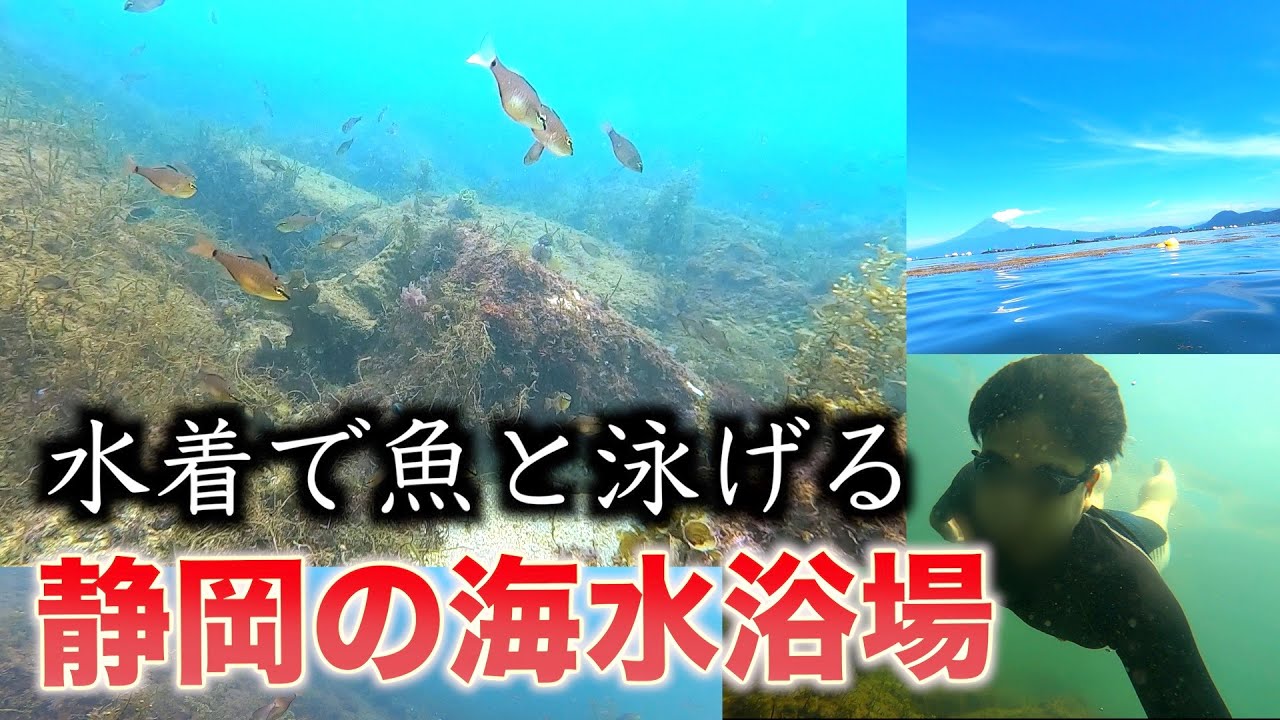 素潜りで魚と泳げる 本州一の水質を誇る海水浴場 らららサンビーチ へ行ってきた Youtube