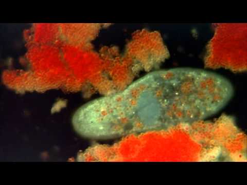 Video: Was ist eine Art von Protist?