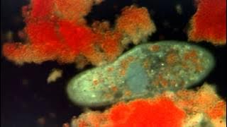 Introduction to the Protists