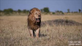 Earless, one of the largest male lions, a son of Notch or Caesar?, Maasai Mara