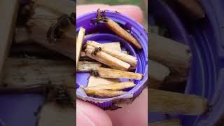 Alimentação Artificial Externa Para Abelhas Jataí