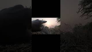 Peaceful Evening with My Buffaloes 🌅🐃 #farmvlog #baffalo #animals #villagelife